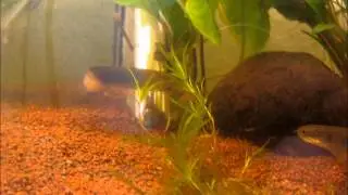 polypterus senegalus senegalus