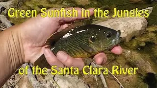 Exploring the Santa Clara River for Fish | Tenkara Fishing with Kebari Flies