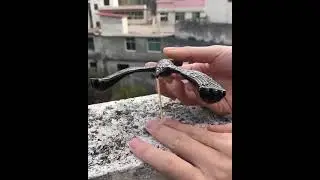 Cool Balancing Bird 😱 Cool Gadget