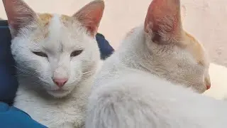 My Cuties! 😻 | MeowmentsofCats #cats #catvideos #viralvideo #viral #love #cute 