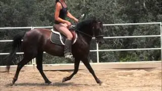 Whitegold Avalon - 5 Year old Registered Morgan Mare *SOLD*