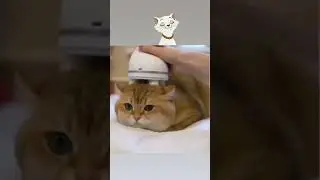 Relaksasi.. #short #cat