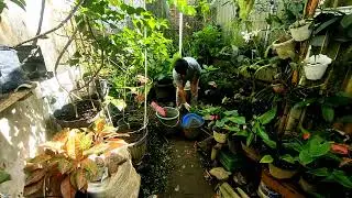 Before After kebun mikro yang terbengkalai  Before After Abandoned micro garden 