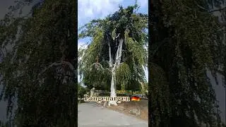 Fagus sylvatica 'Pendula'