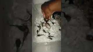 Sagor Catfish (Belukang) Convert to Fresh water.