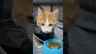 Pepito Yine Klinikte