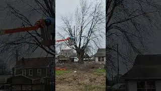 #garden #tree #newjersey #winter #subscribe #shortvideo #plants #landscape #fall  #cleaning