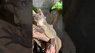 Hydrosaurus Microlophus Sailfin Subscribe for daily content Help spread love for these dragons 🐉