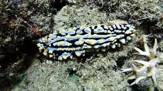 nobbed sea slug #travel #reeflife #nature #beach #conservationefforts #seaslug