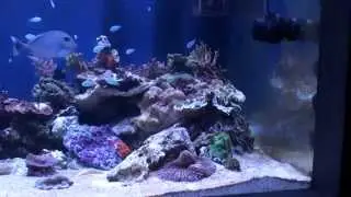 Reef Tank 2800L (740 g.) I.