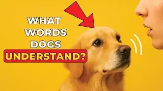 Does the human VOICE sound like... A cartoon to DOGS?!