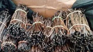 VANILLA LOCAL HOME MADE DRY PROCESSING 2025