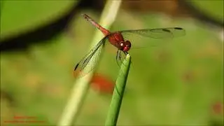 Dragonfly in S.Paulo Botanical Garden, Brazil feb 2021 Antonio Silveira
