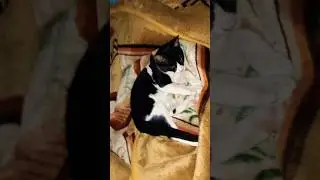 kitten cleaning herself 😍#cat #kitten  #viral