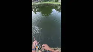 Zoom bubblegum trick worm 80