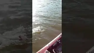 Using A Square Bill Crankbait To Catch Bass
