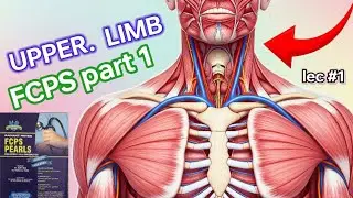UPPER LIMB rafiullah lecture 1 🛑 FCPS part#1 #fcps #cpsp #medical #anatomy #doctor #exam #biology