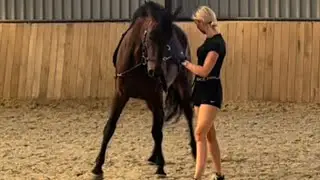 Voor de eerste keer aan de hand werken met een jong paard -VLOG4