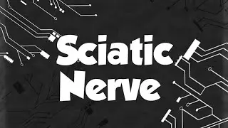 Sciatic Nerve Made Easy | Quick Anatomy Explanation for MBBS Students 🧠✨