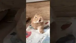 Soo cute bunny#bunny #whaa #viral #shortsvideo