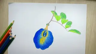 Blue Butterfly Pea Drawing | Clitoria ternatea- How to draw Flowers