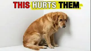 Most Dog Owners Don't Know They're Causing This Emotional Pain