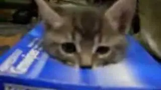 meomiu