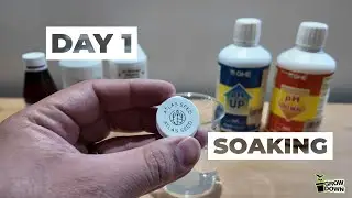 Day 1 - Soaking Cannabis Seeds