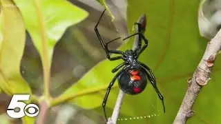 Experts urge to keep an eye out for venomous spiders this summer