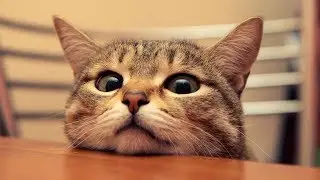 9gag ; Animal pet cute & funny #1