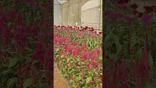 Cockscomb#Celosia flowers