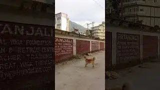 Dog vs Monkey in #rishikesh. #india #animals #dog #monkey #versus #uttarakhand