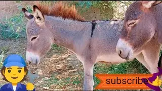 Donkey power 💪#mating#animals 