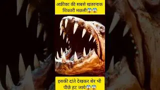 catching a PRIZED goliath tiger fish | Tigerfish| River monster #fishing #fishshorts #hindi #viral