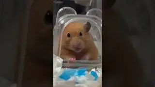 #th&uacute;cưngh&agrave;ihước #hamsterkombat #chuộtđồng #hamstersshow #lubeo