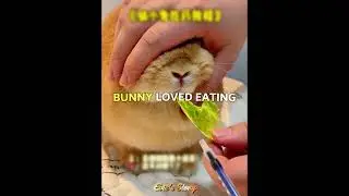 This Owner Tricked His Bunny Into Taking His Medicine 🐰💉