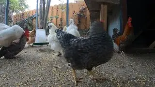 White Leghorn Rooster Mating!