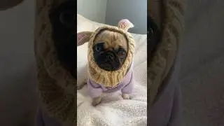 Hey, I&rsquo;m all ears! 🐰 #cute #cutedog #cutepup #pug #pup #dogshorts