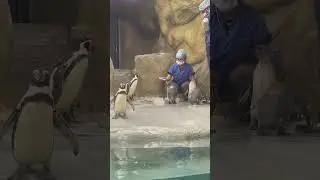 Penguins in Mumbai Zoo  |#yt #short  #animals #viral |#travelsphere ||#penguins #animals #animalpark