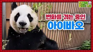 (SUB) Недавние изменения в Mommy Panda│ Panda World🐼