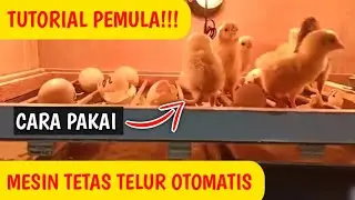 TUTORIAL!!! CARA PAKAI MESIN TETAS TELUR OTOMATIS UNTUK PEMULA