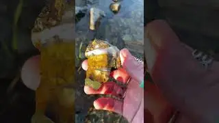 Beautiful Creek Find #lakecounty #agate #thefinders #rockhounding #creekwalking #ratherberocking