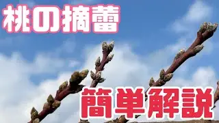 ♯235【桃の摘蕾】芽の落とし方・芽の残し方を簡単解説！