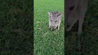 Mother kangaroo face and baby in the big pouch