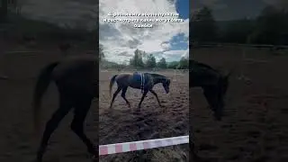 больше нас в тгк: V.i.P. horse🐎🤍 #horse #лошади #equestrian #riding