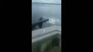 Catching a Striped Bass at the drainage pipe!