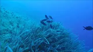 Cleaning Symbiosis - Sea Stuff - www.seastuff.com