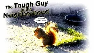 Bossy squirrel- By Michael Peace