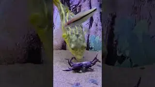 Zebra dog head, Amazing Fish, #Zebra #Fish #shorts 33