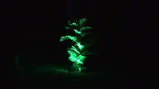 My light, lighting a tree in my garden #treelight